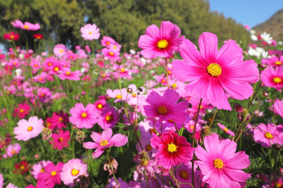 The Cosmos Flower Meaning and Symbolism