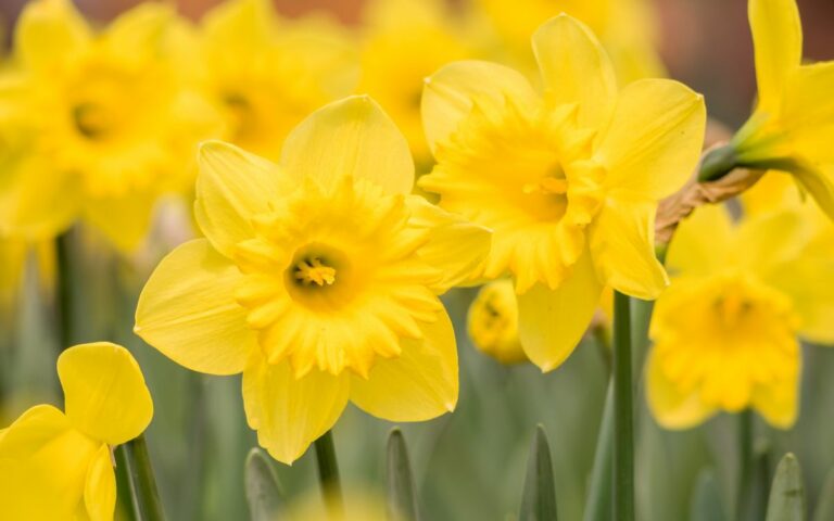 Daffodil Meaning: Symbolism And Significance Of The Flower