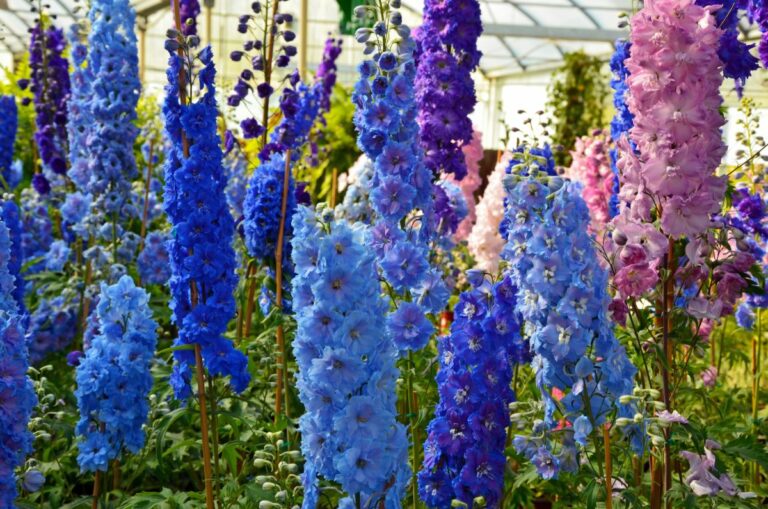 Delphinium Meaning and History