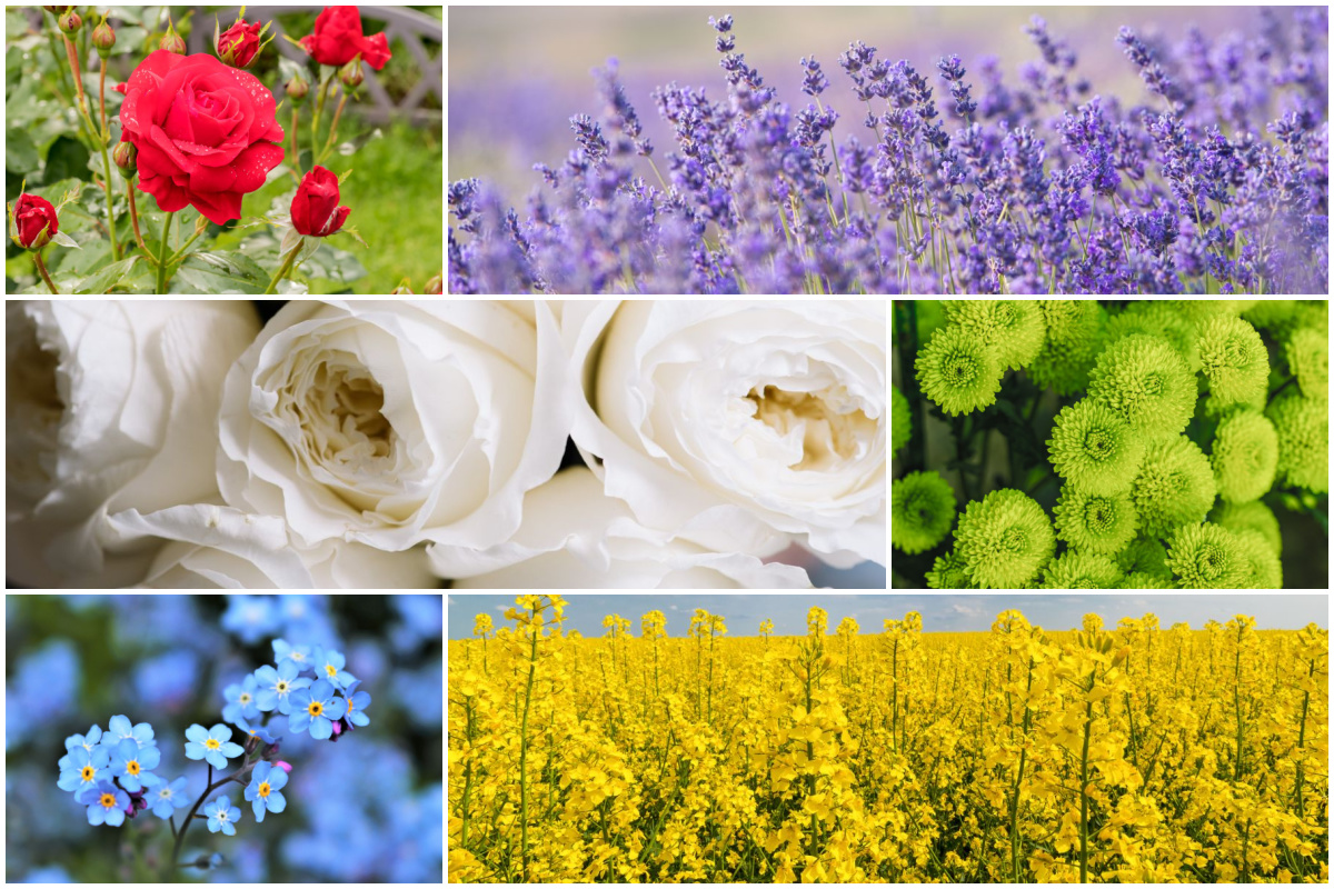 Flower Color Meanings
