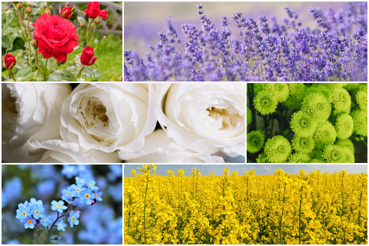 Flower Color Meanings Explained