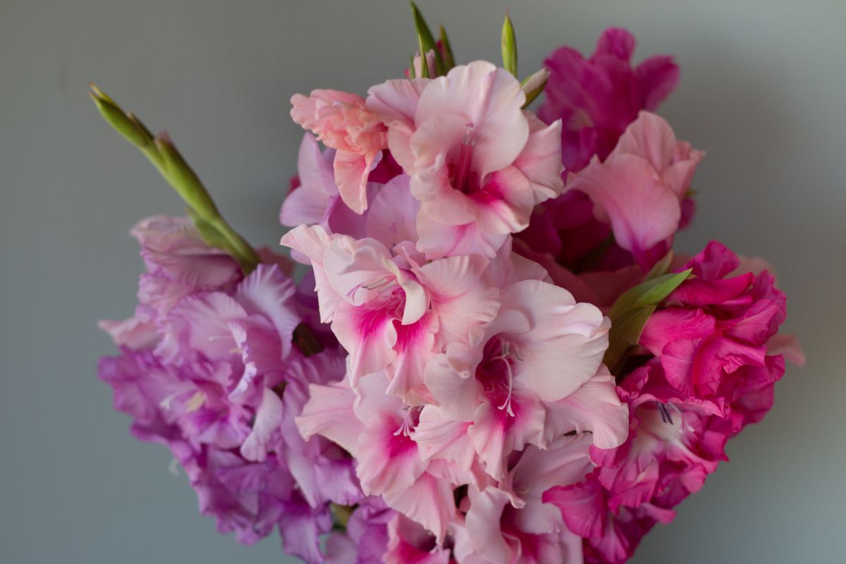 Gladiolus Flower Symbolism - Understanding The Gladiolus Flower Meaning 