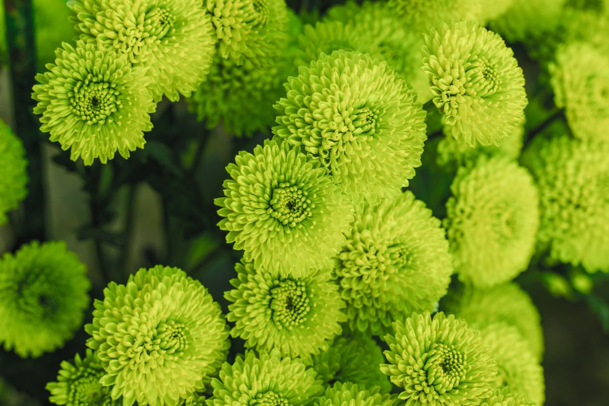 Green Color of Flowers Meanings