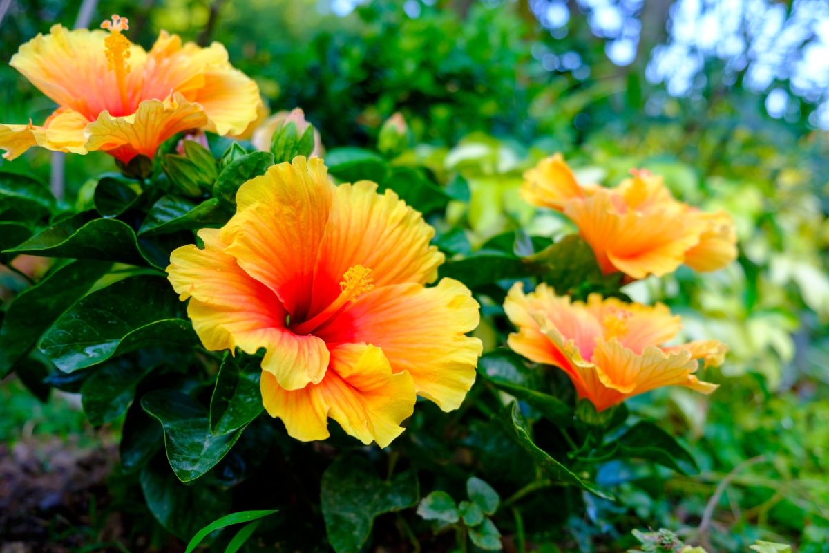 White Hibiscus Flower Spiritual Meaning