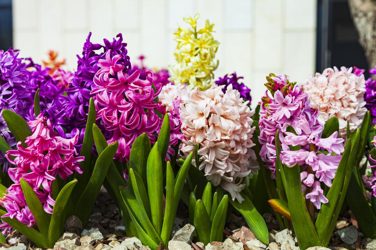 Hyacinth Color Types and Their Meanings