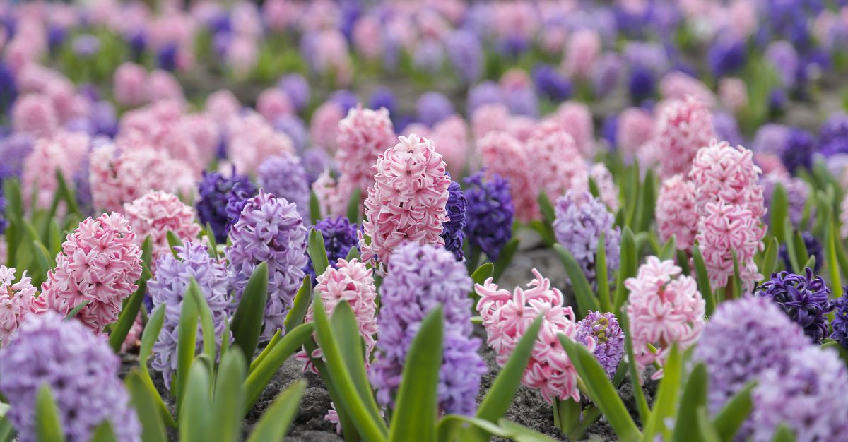 Hyacinths Meaning and Symbolism