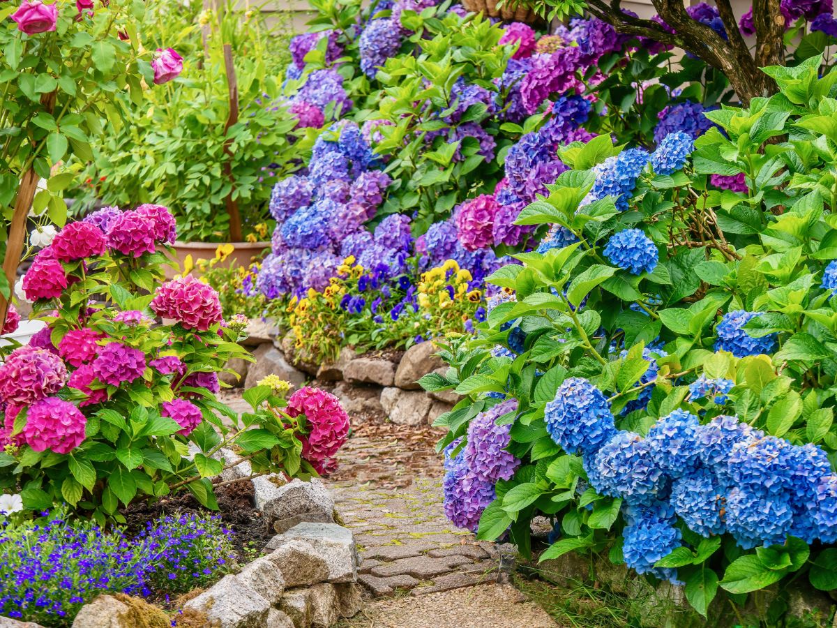 Hydrangea Flower Meaning By Color