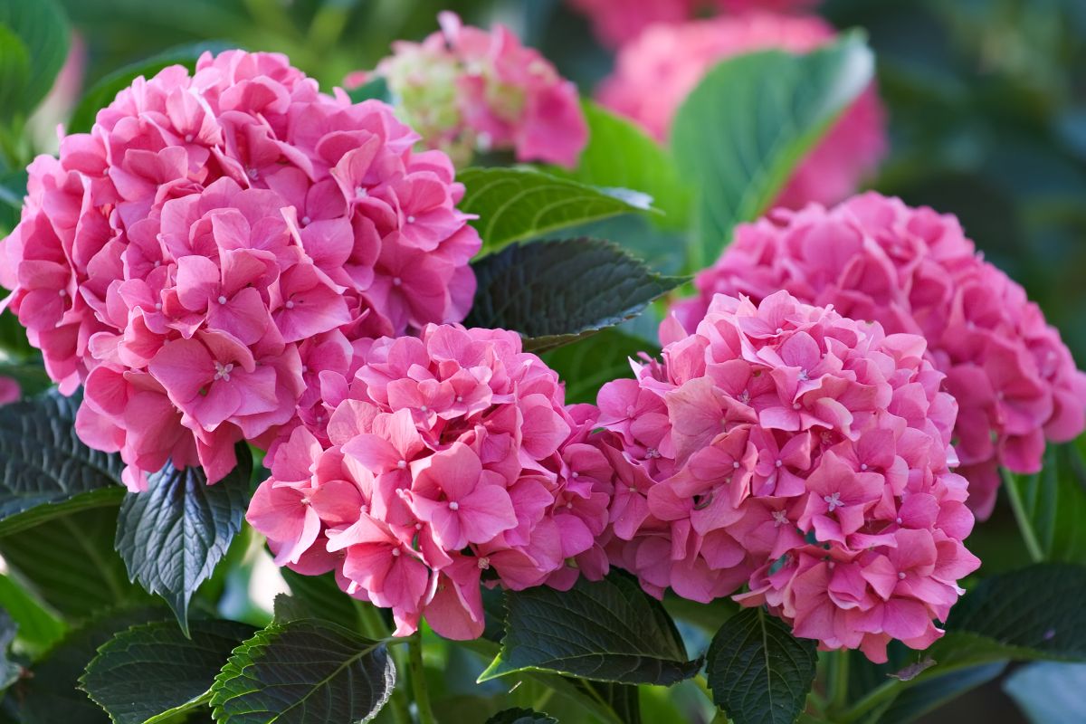Hydrangea Meaning and Fun Facts