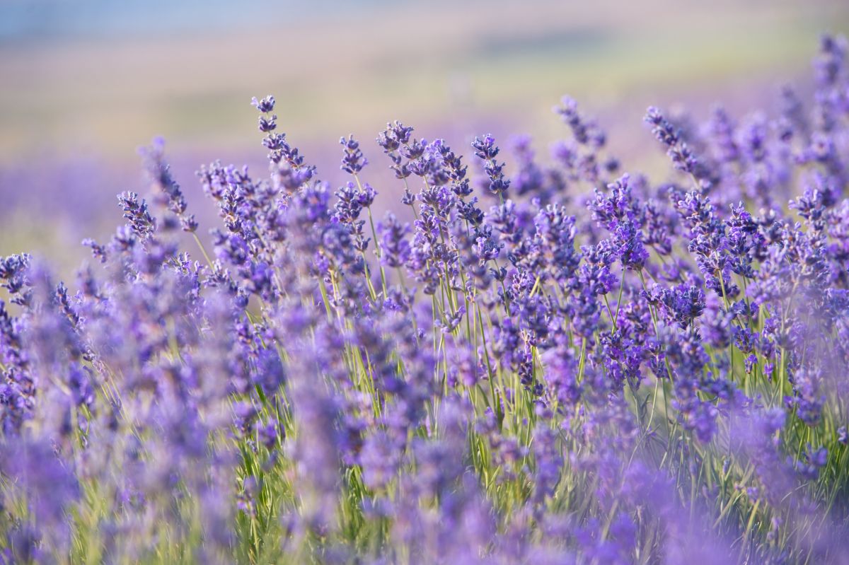 Lavender Flower Color Meanings