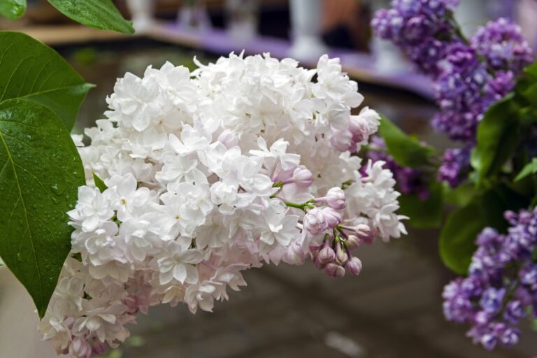 The Lovely Lilac Meaning and Facts