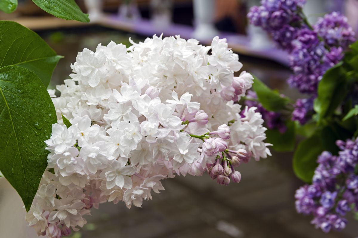 Lilac Flower Meaning By Color