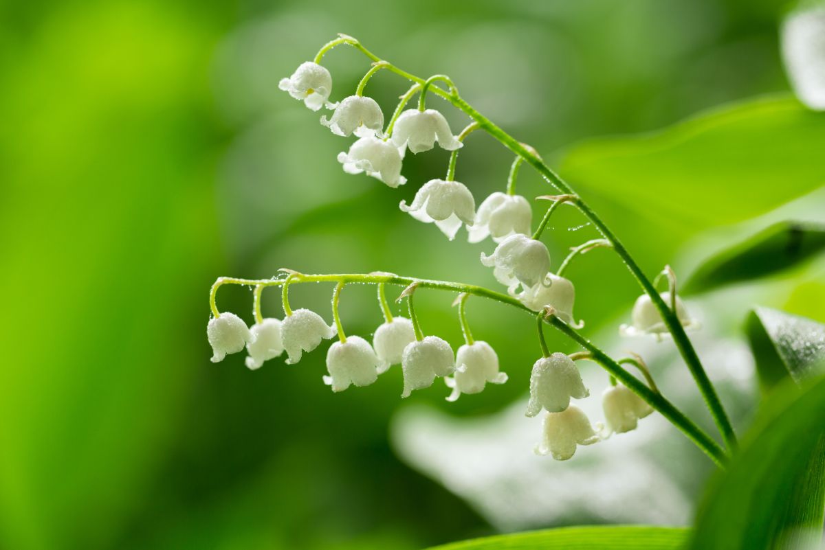Lily Of The Valley Meaning And Symbolism
