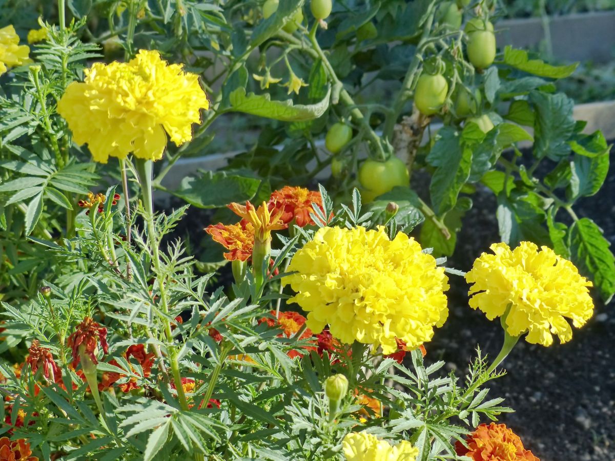 Marigold colors and symbolism