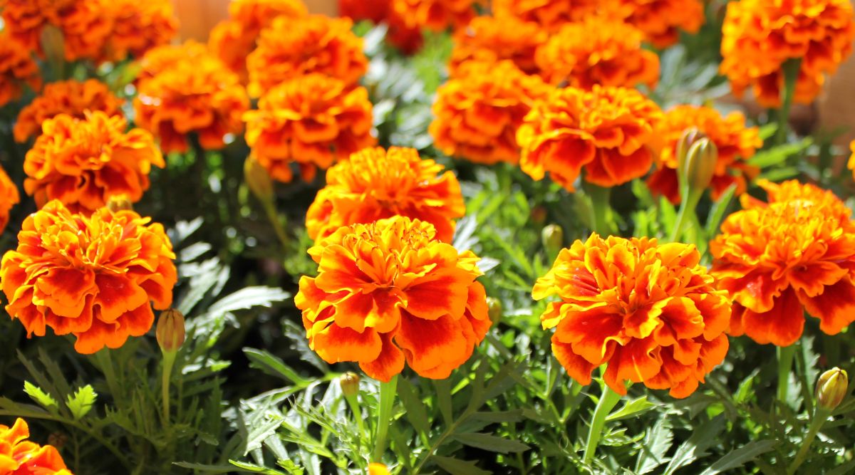 What Are Marigolds Called In Spanish