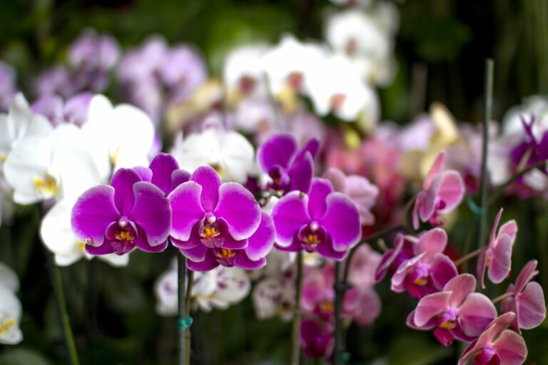 Orchid Meaning and History