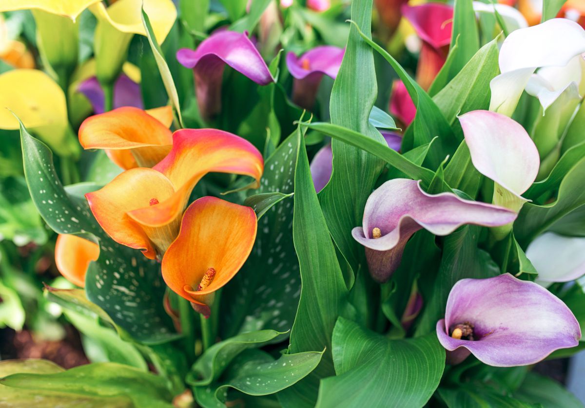 Calla Lilies Meaning Symbolism and Significance of the Flower