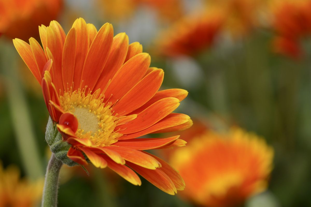 Orange Color of Flower Meanings