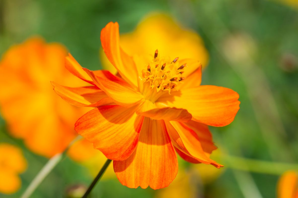 Orange Cosmos Flower Meaning