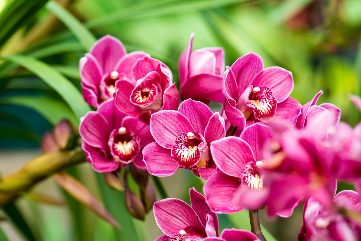 Orchid Meaning and History