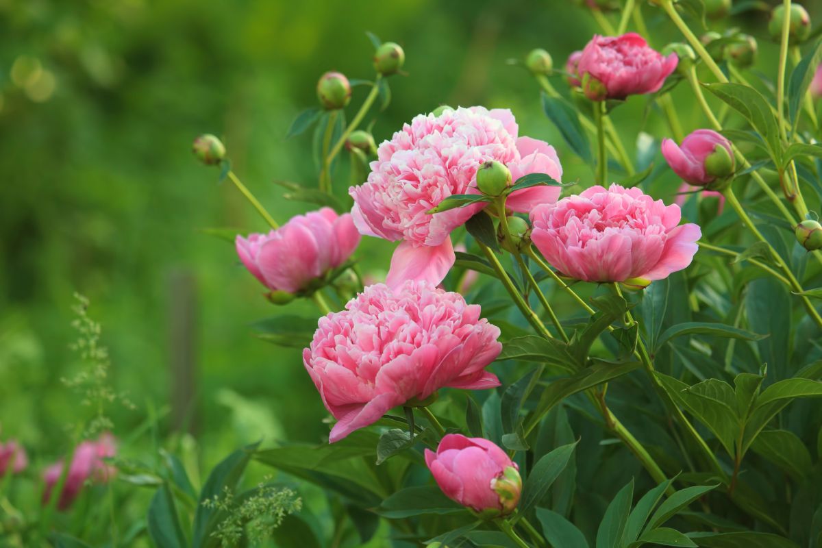 Peonies