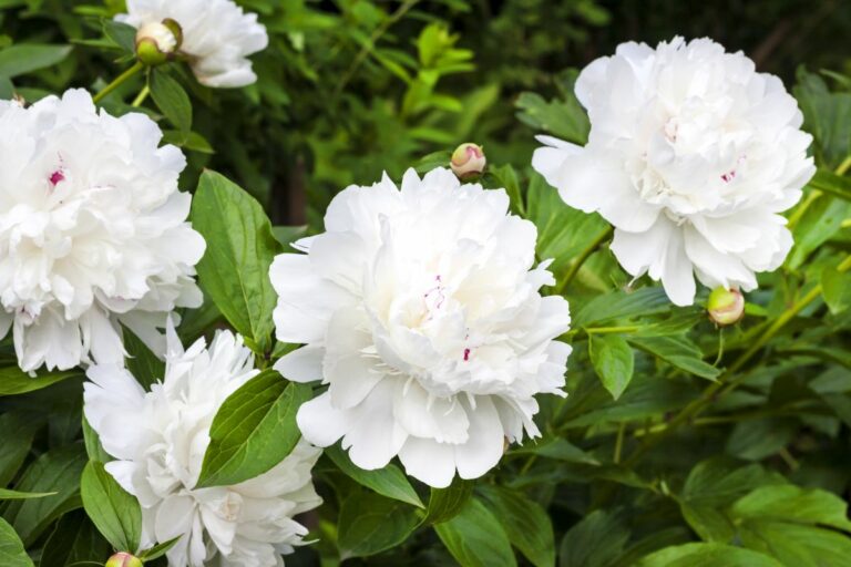 All You Need to Know About the Peony Meaning