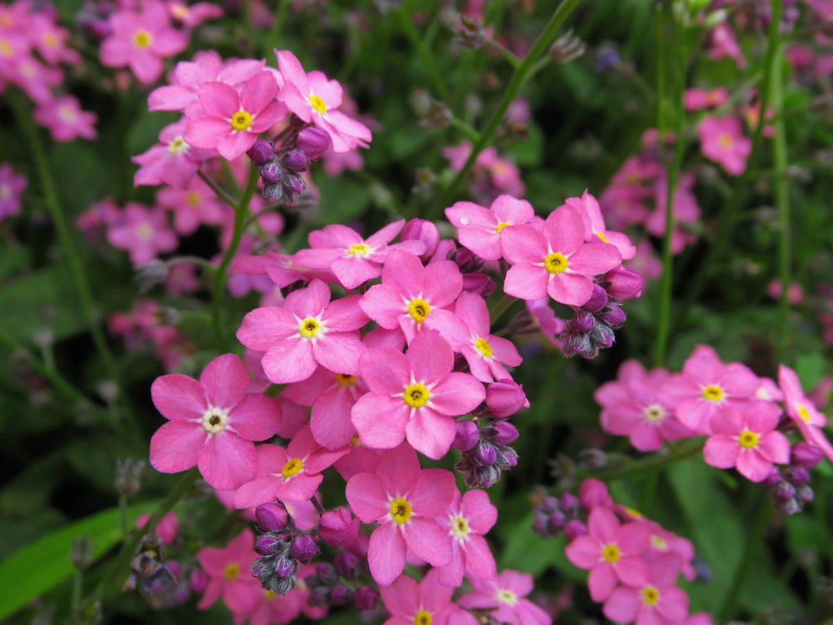Pink Forget Me Nots Meaning