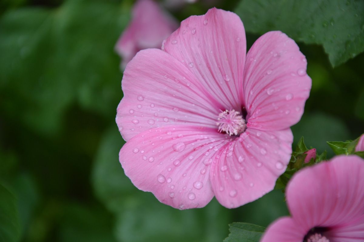 Pink Hibiscus Flower Meaning  