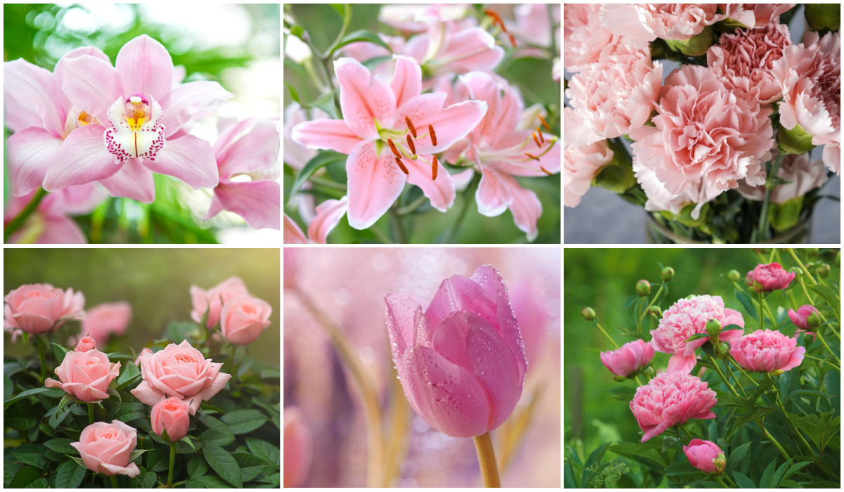 Pink Flower Meanings