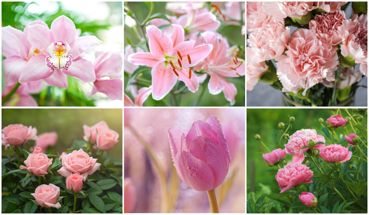 Types Of Pink Flowers