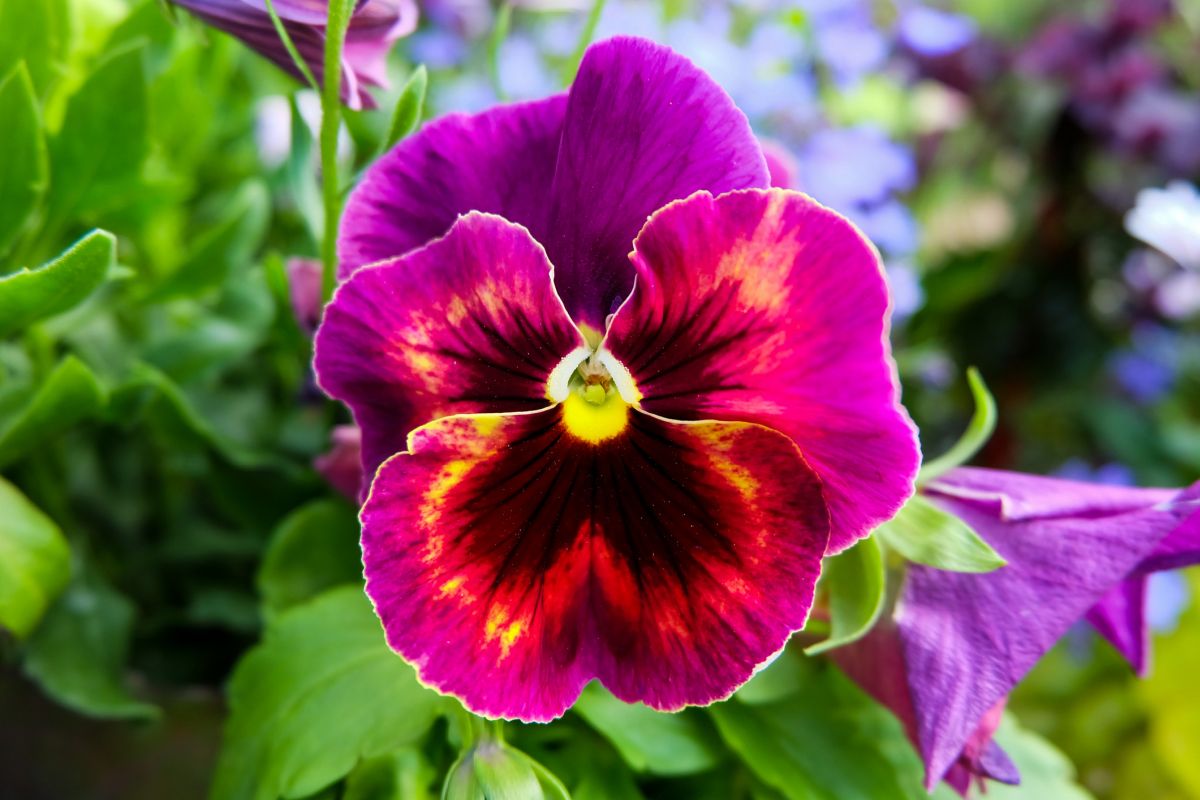 Purple Pansy Flower Meaning