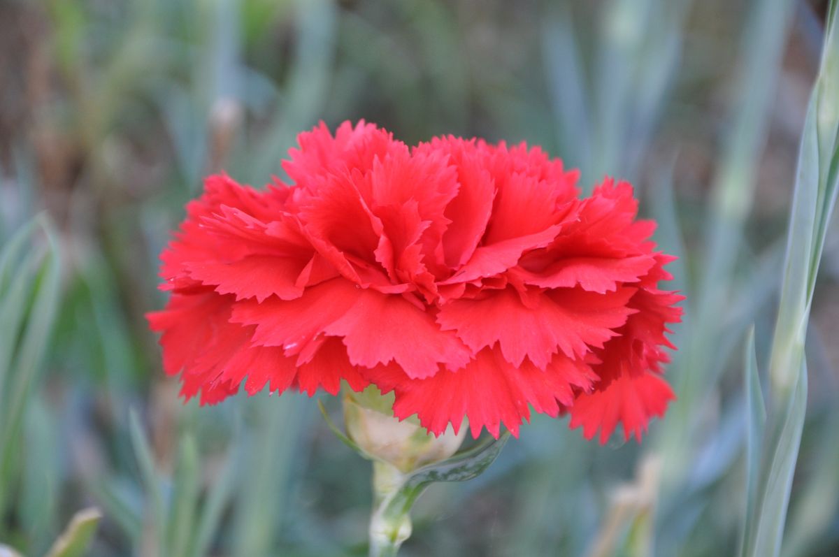 Red carnation meaning