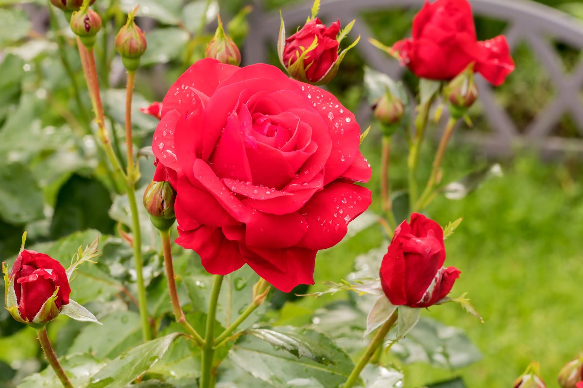 Red Flower Meaning