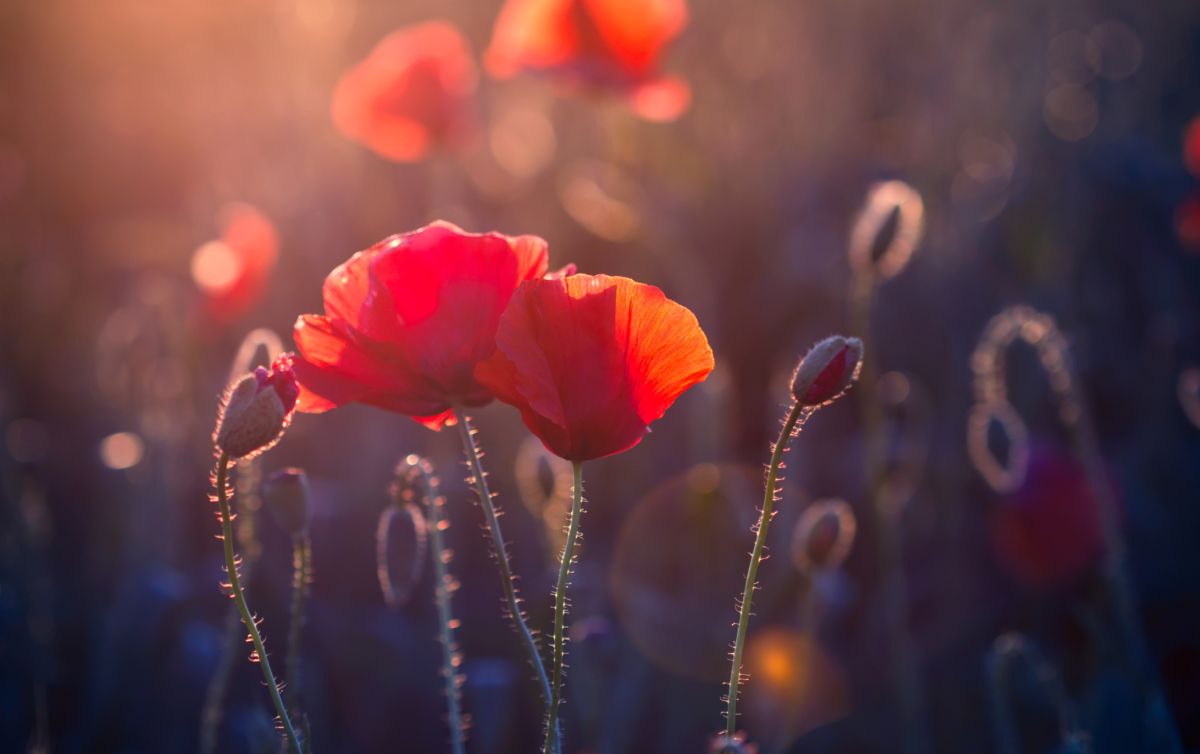 Red Flowers