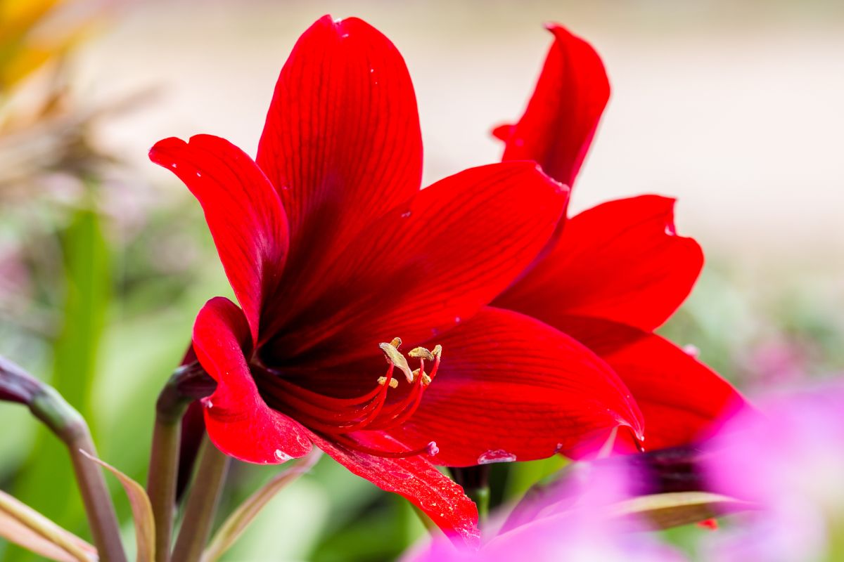 Say Congratulations with These Red Flowers