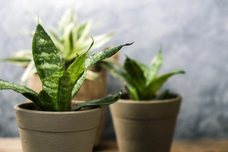 snake-plant-meaning-and-uses