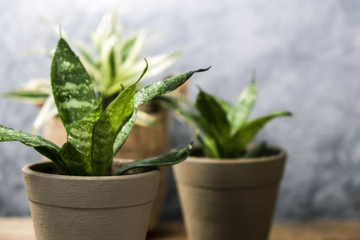 Snake Plant Meaning
