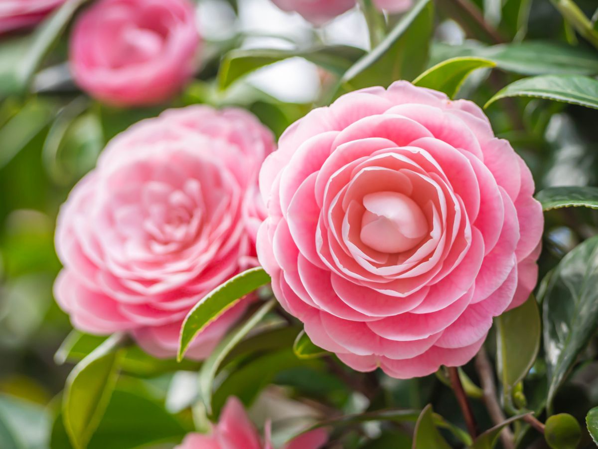 The Beautiful Camellia Meaning and Facts