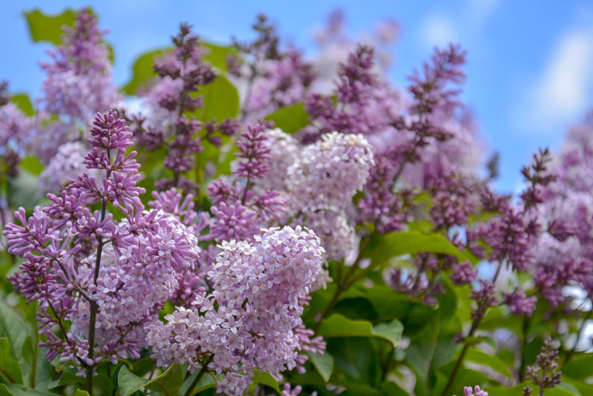 The Lovely Lilac Meaning and Facts