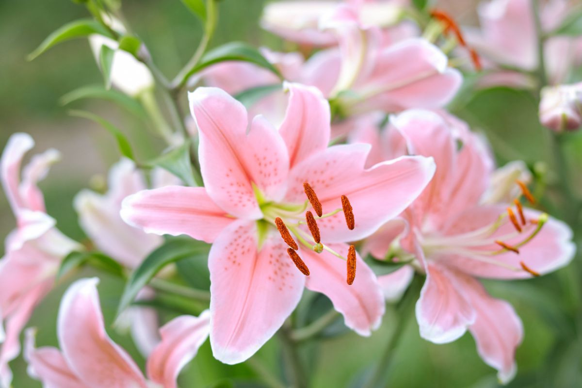 The Stargazer Lily