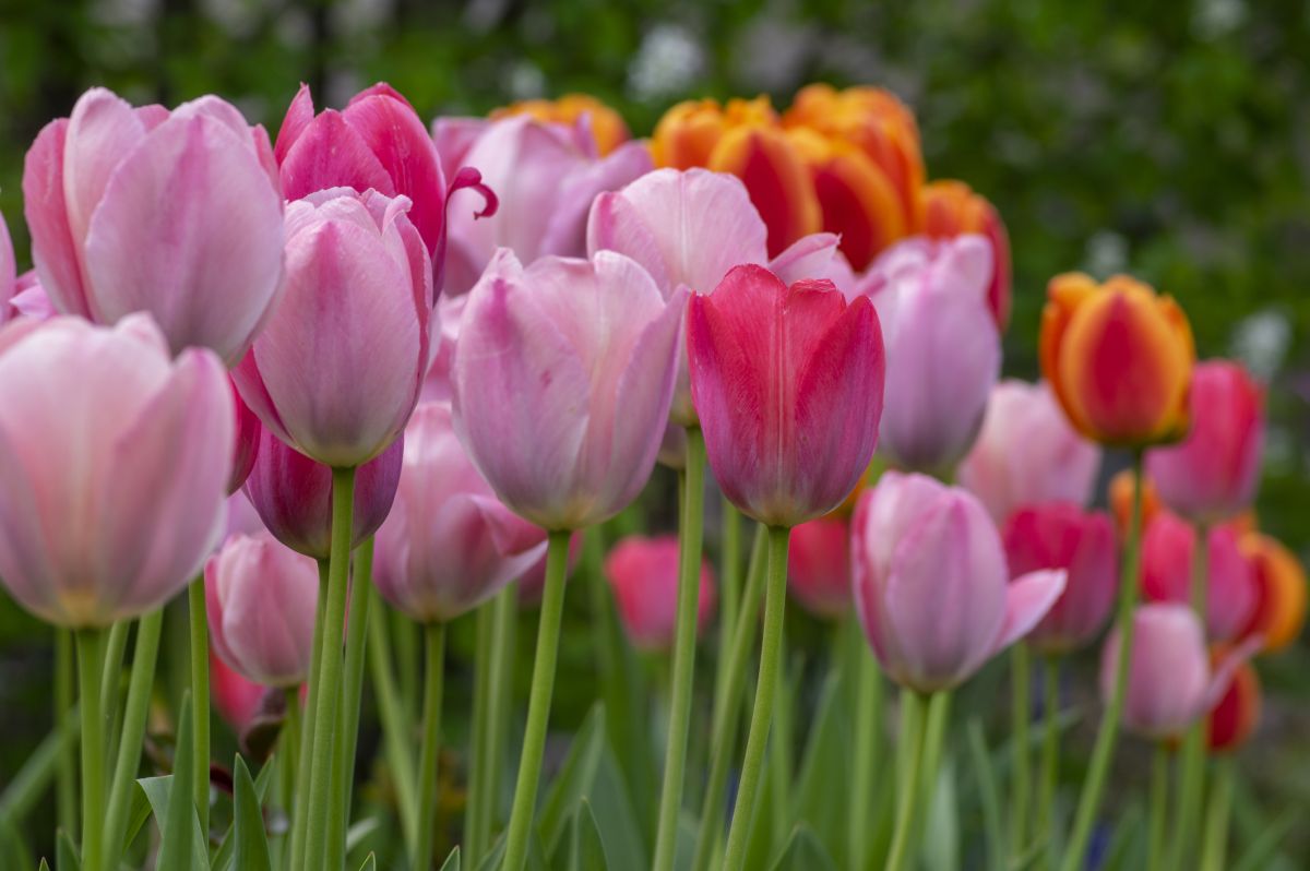 What Do Tulips Represent