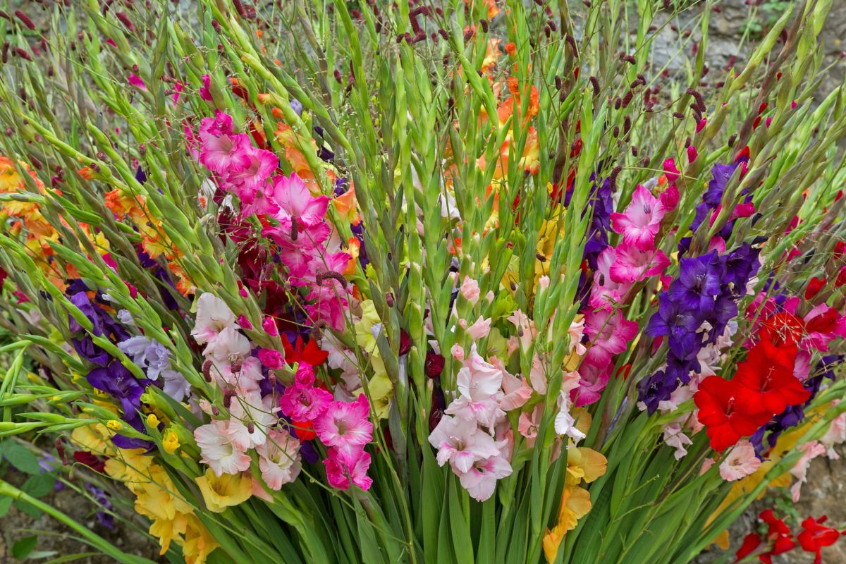 What Does Gladiolus Symbolize