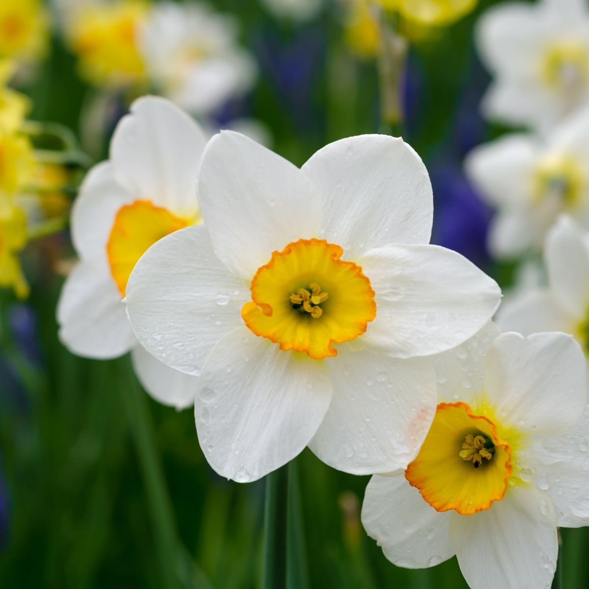 The Daffodil: Meanings, Images & Insights