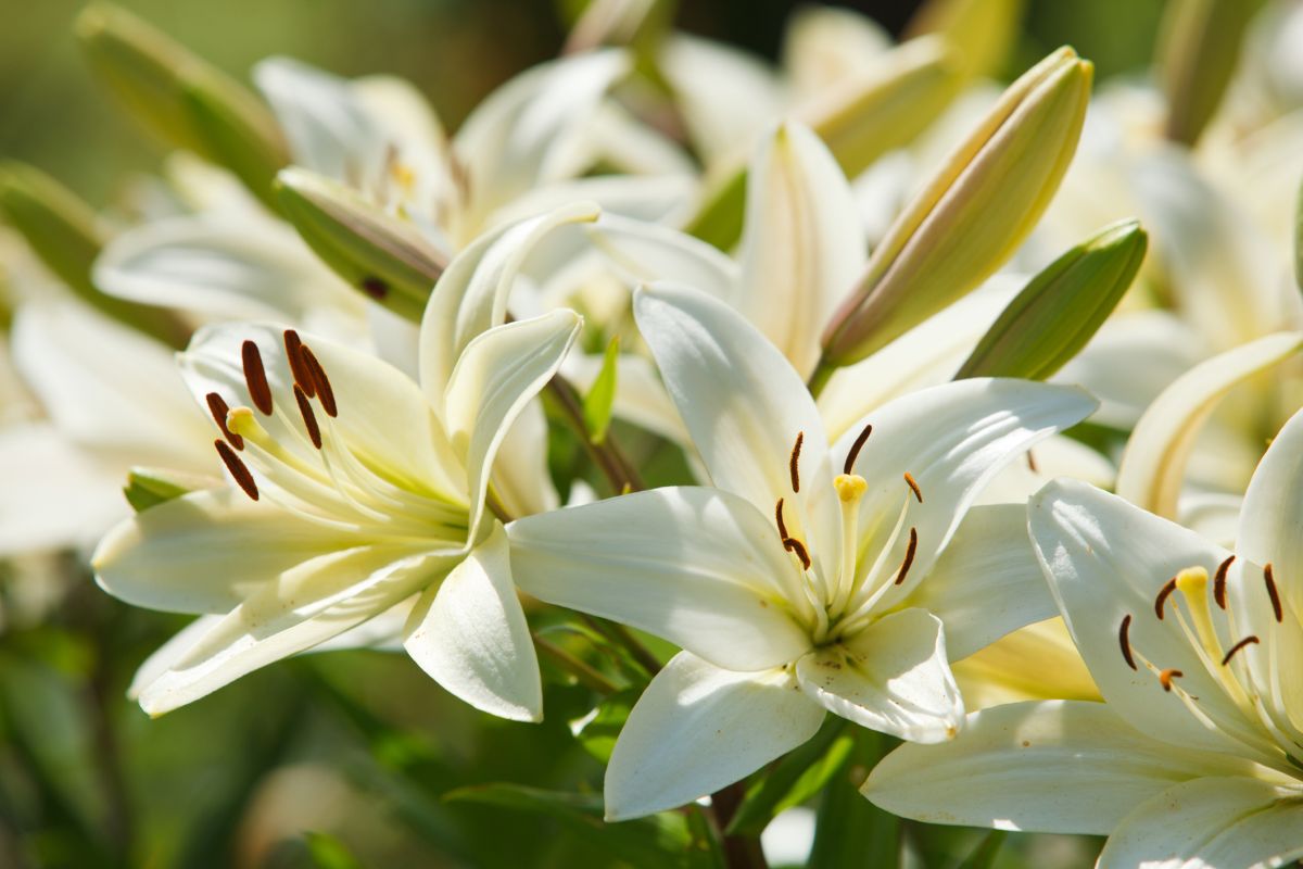 white-flower-meaning-and-facts