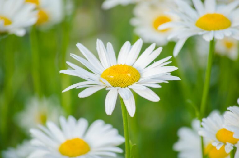 White Flower Meaning and Facts