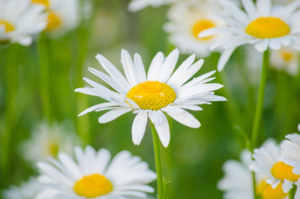 White Flower Meaning And Facts