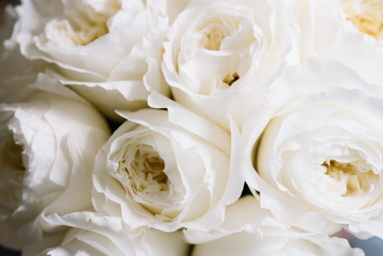 Flower Color Meanings Explained