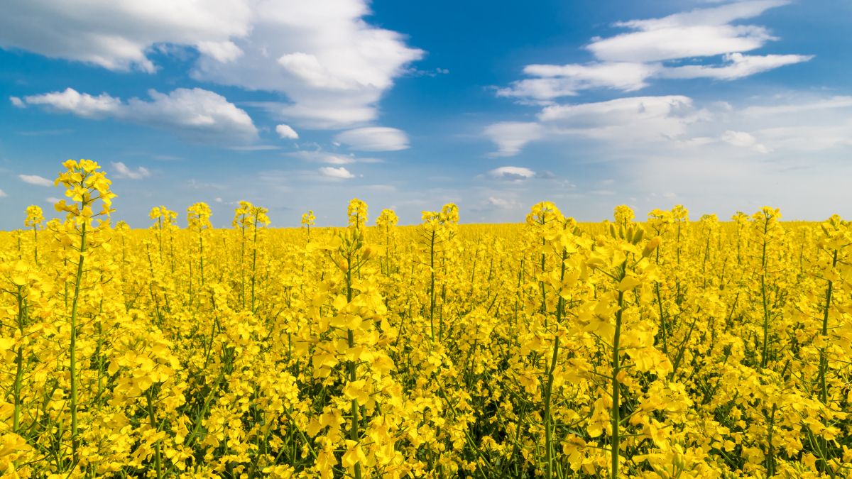 Yellow Flower Colors Meaning