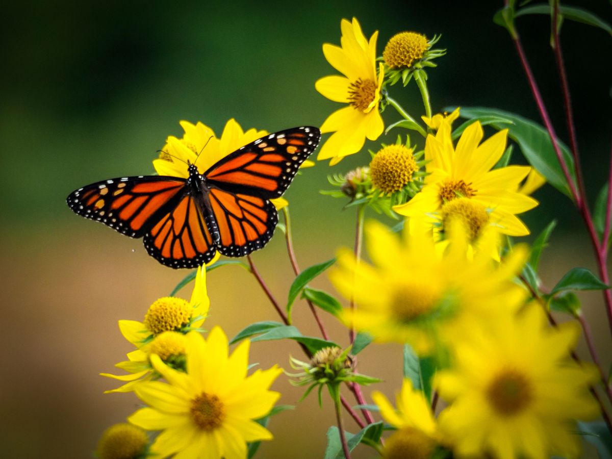 Yellow Flower Meaning and Varieties