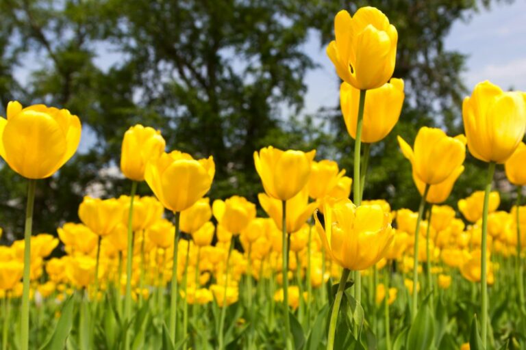 Yellow Flower Meaning and Varieties