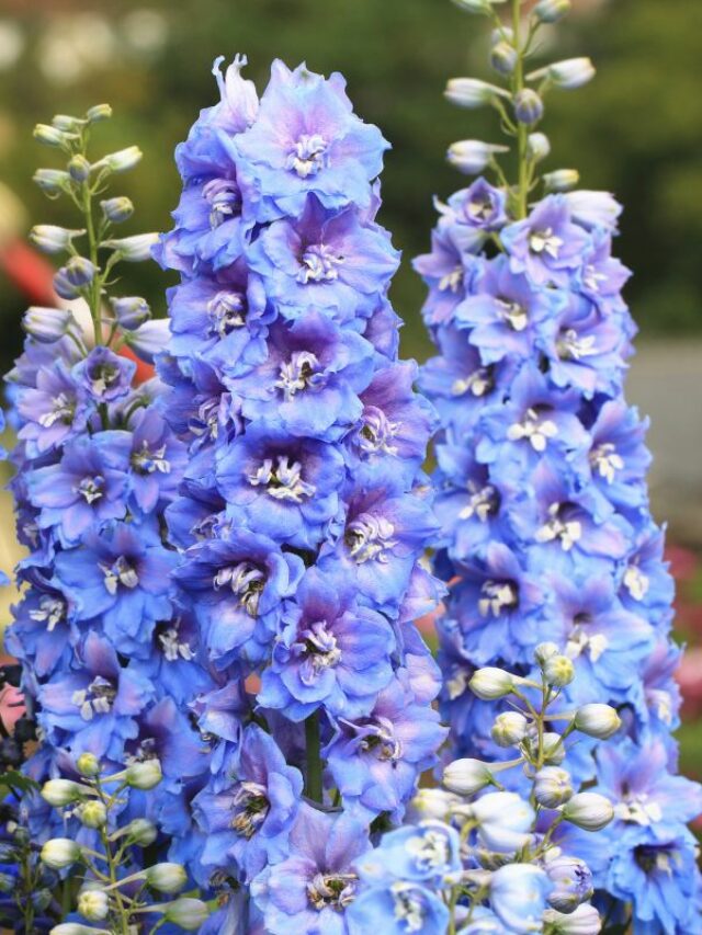 Delphinium Meaning and History